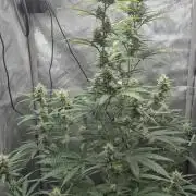 gorilla cookies auto Fast buds