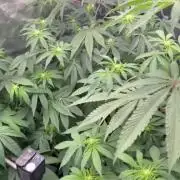 Dried Fruit in 8 Liter - own earth used