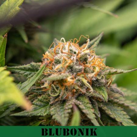 Genehtik - Blubonik