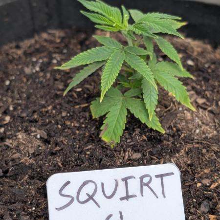 Squirt