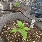 Gorilla z auto