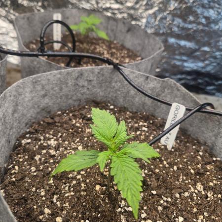 Gorilla z auto