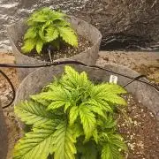 Gorilla z auto