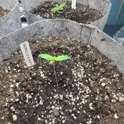 Gorilla z auto