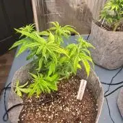 Gorilla cookies auto