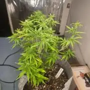Gorilla z auto