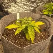 Gorilla cookies auto