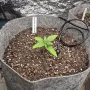 Gorilla cookies auto