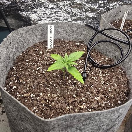 Gorilla cookies auto