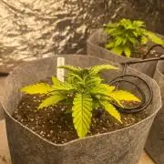 Gorilla cookies auto