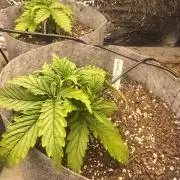 Gorilla z auto
