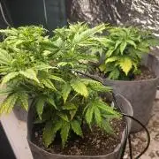 Gorilla z auto
