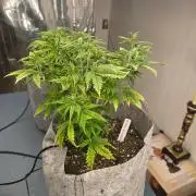 Gorilla z auto