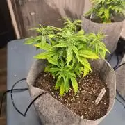 Gorilla cookies auto