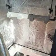2nd Indoor Grow