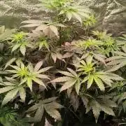2nd Indoor Grow