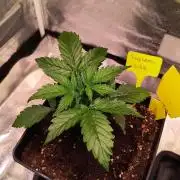 2nd Indoor Grow