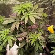2nd Indoor Grow