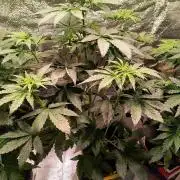 2nd Indoor Grow
