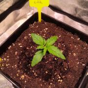 2nd Indoor Grow