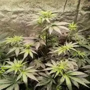 2nd Indoor Grow