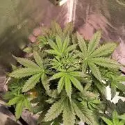 2nd Indoor Grow
