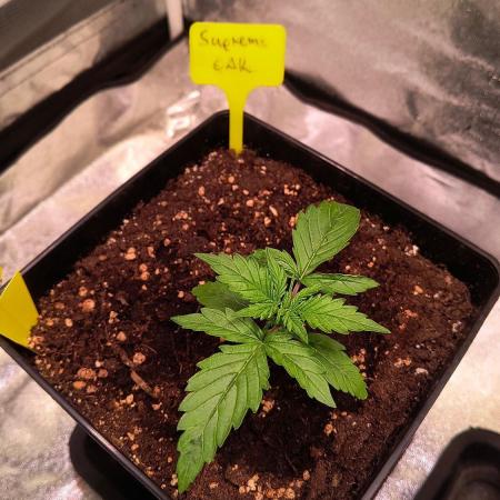 2nd Indoor Grow