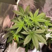 2nd Indoor Grow