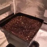 2nd Indoor Grow