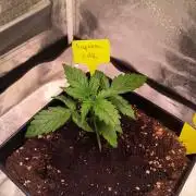 2nd Indoor Grow