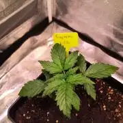 2nd Indoor Grow