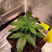 2nd Indoor Grow