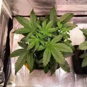2nd Indoor Grow