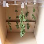 My Second grow: RQS Royal Dwarf Auto