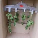My Second grow: RQS Royal Critical Auto