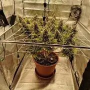 Northern Lights - SensiSeeds