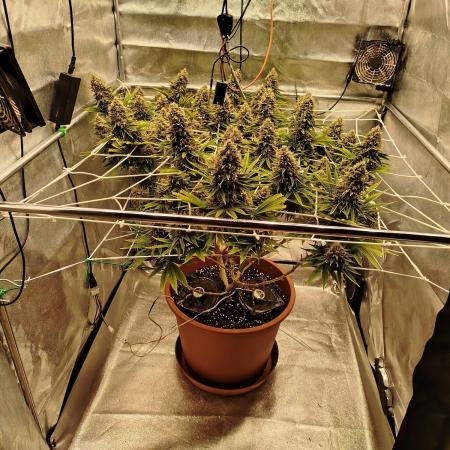 Northern Lights - SensiSeeds