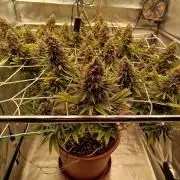 Northern Lights - SensiSeeds