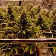 Northern Lights - SensiSeeds