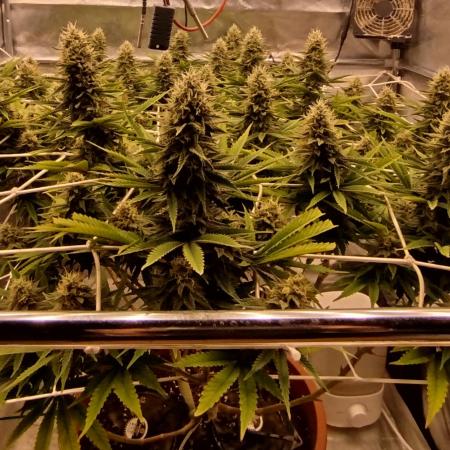 Northern Lights - SensiSeeds