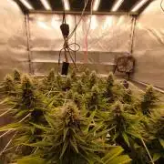 Northern Lights - SensiSeeds