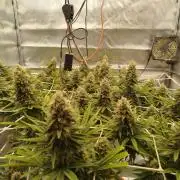 Northern Lights - SensiSeeds