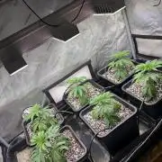 Pray for Dank
