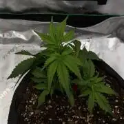 [NL Auto] There was a crooked plant