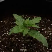 There was a crooked plant