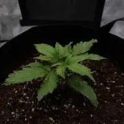 [NL Auto] There was a crooked plant
