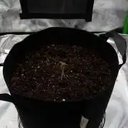 There was a crooked plant