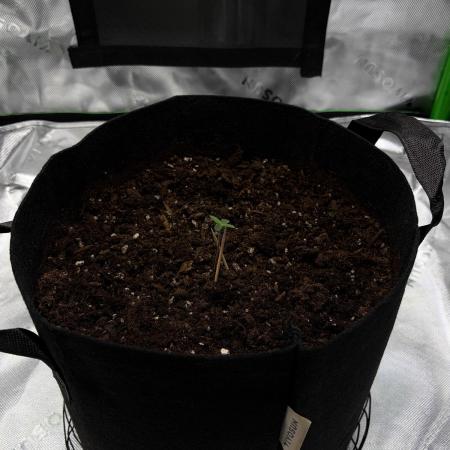 There was a crooked plant