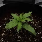 There was a crooked plant