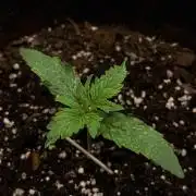 There was a crooked plant